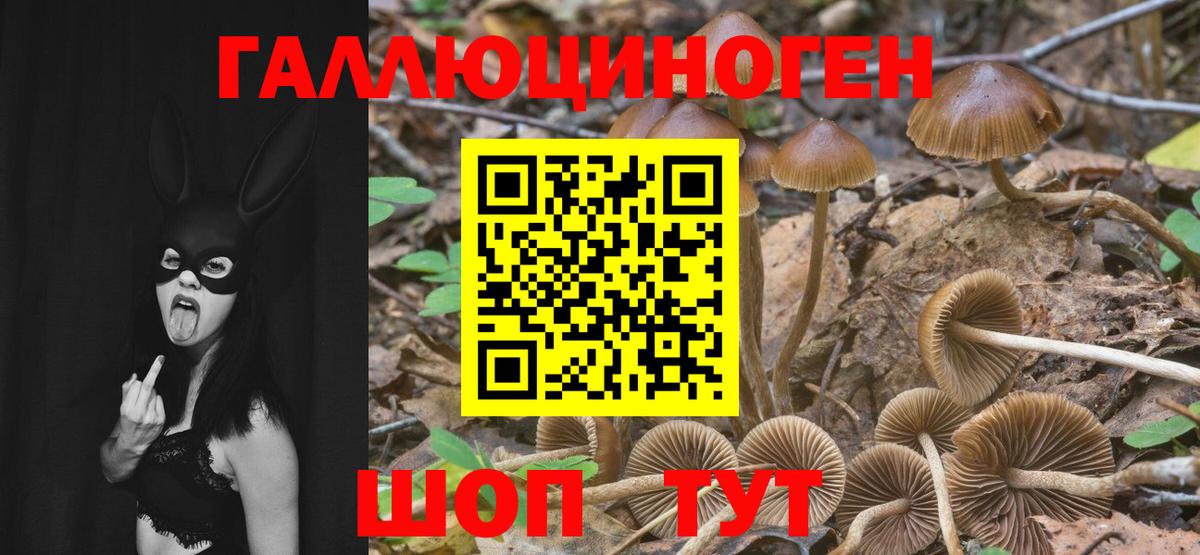 Псилоцибиновые грибы GOLDEN TEACHER  продажа наркотиков  Галлюциногенные грибы мицелий  Новочебоксарск  Вход с VPN 